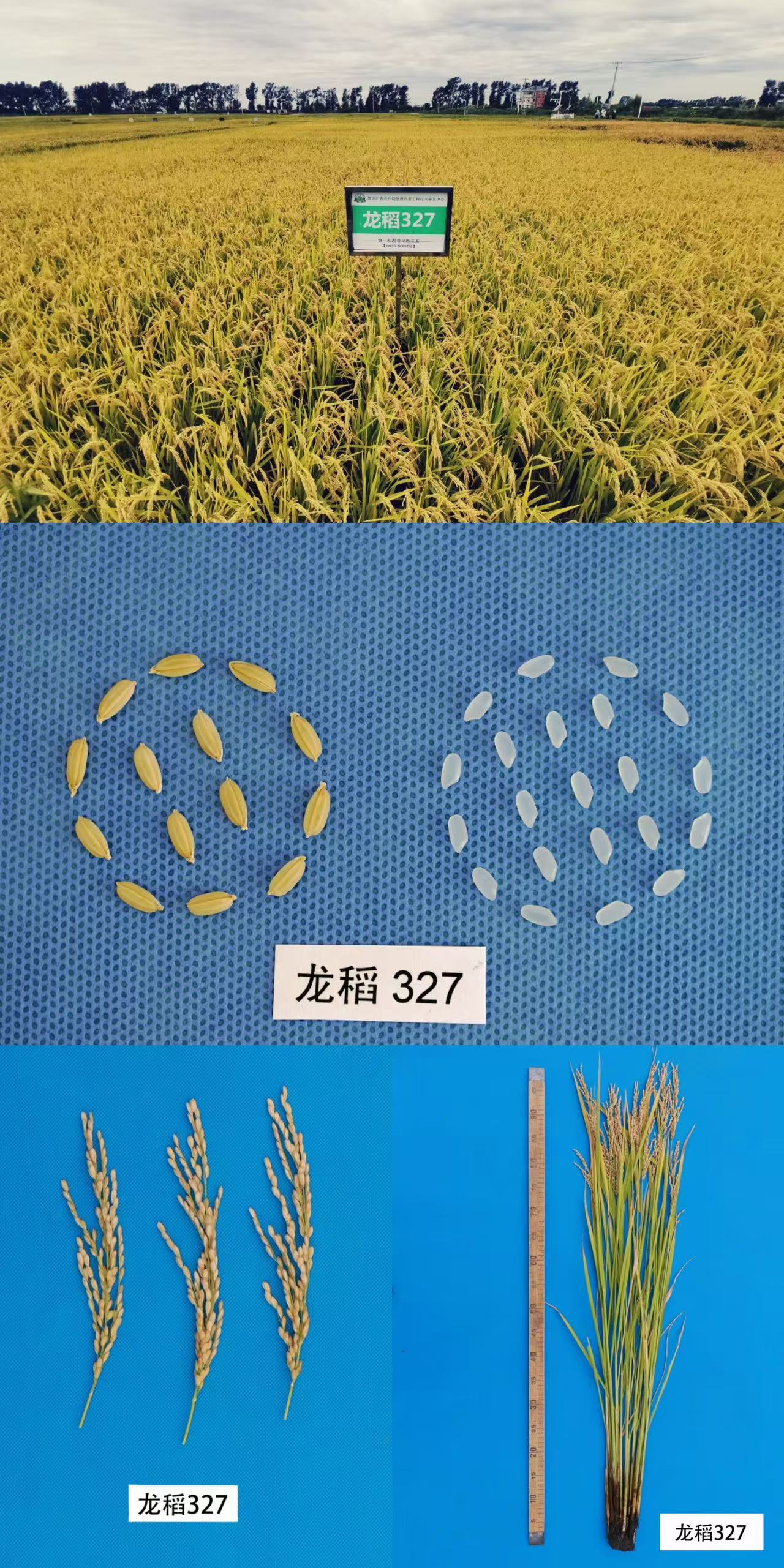 龙稻327.jpg