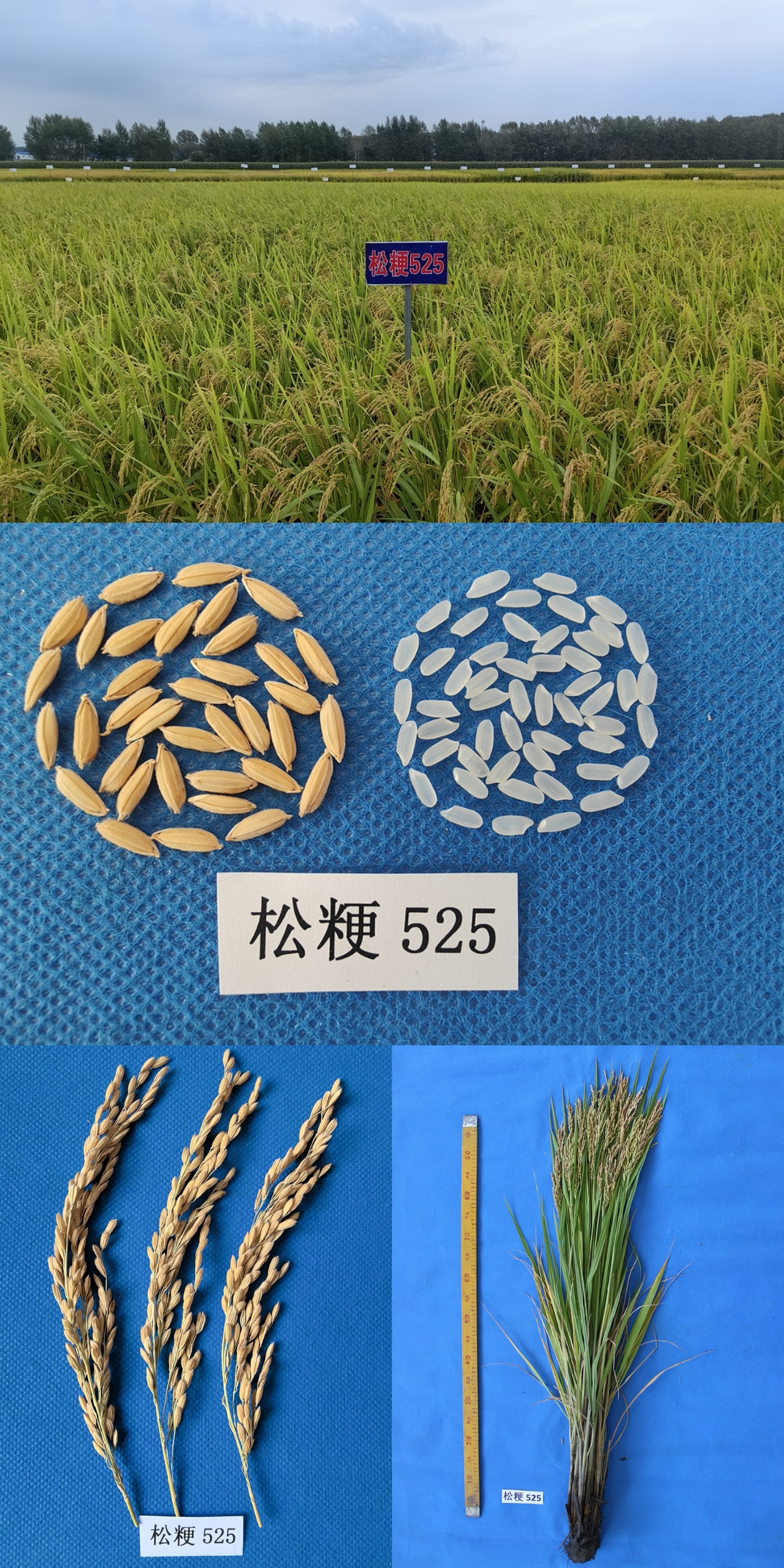 松粳525.jpg