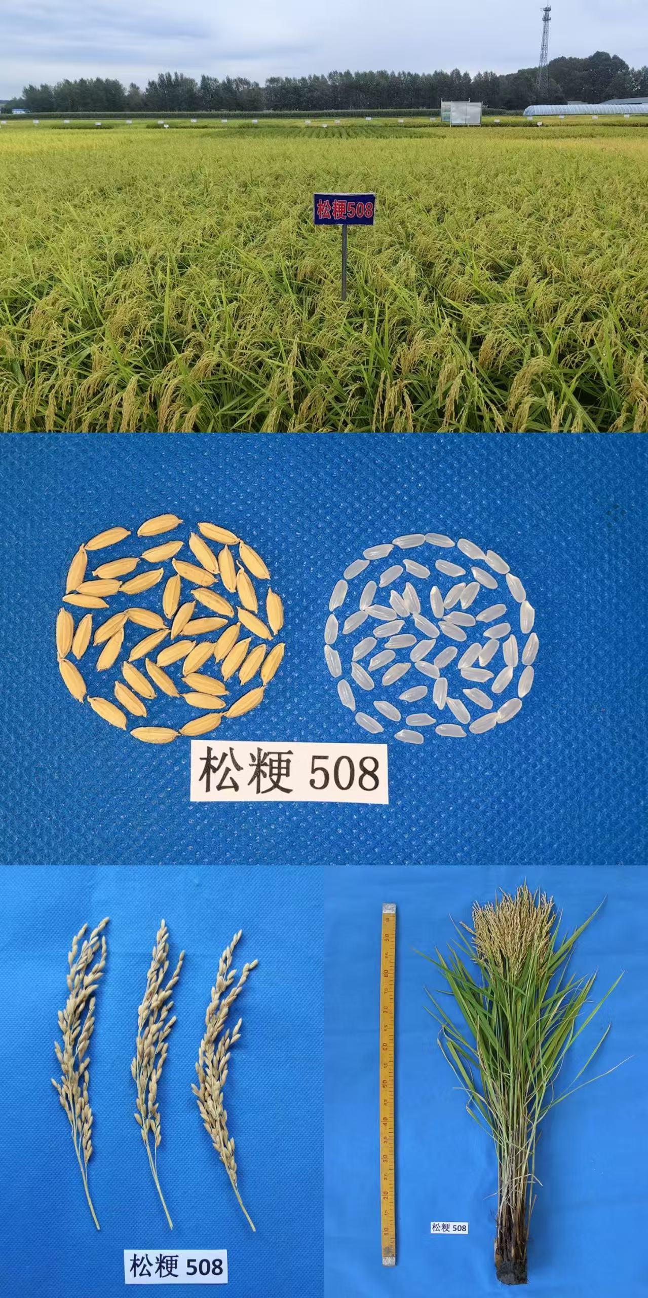松粳508.jpg