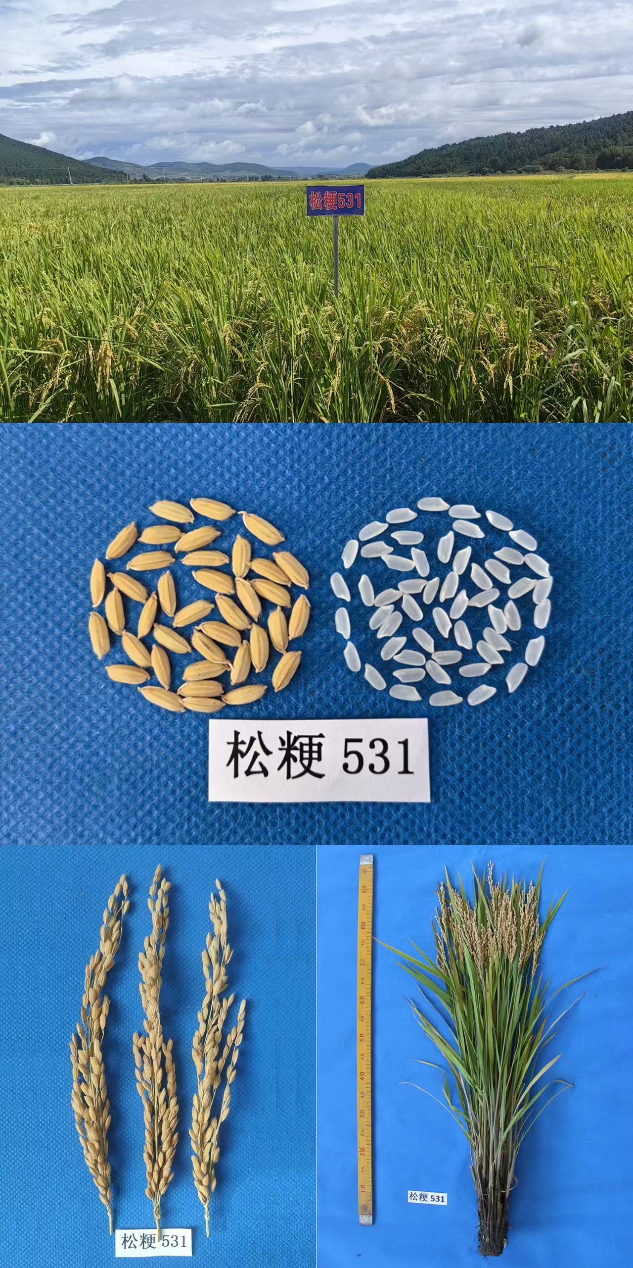 松粳531.jpg