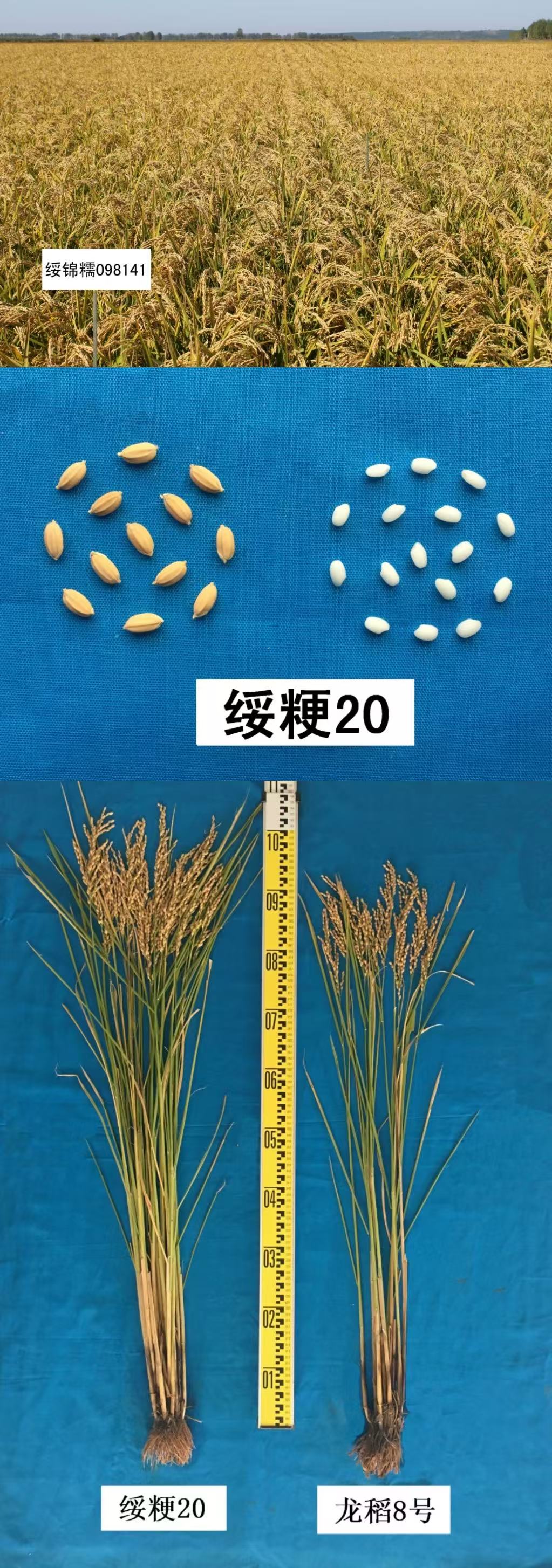 70cbb986eb27d0a8564e89e8543ab52.jpg