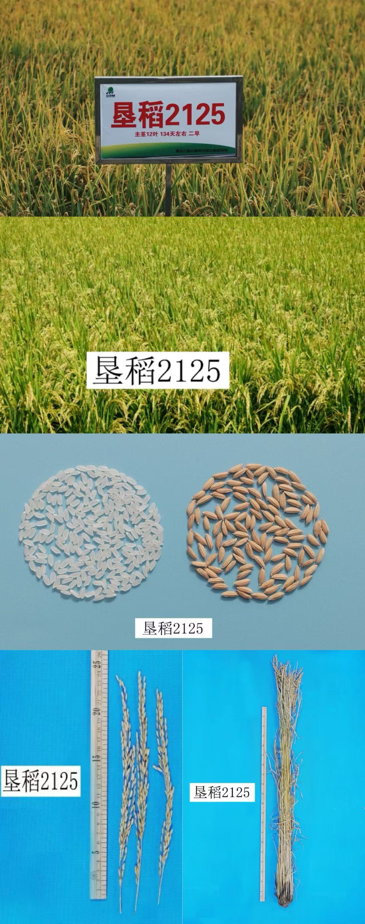 垦稻2125（1）.jpg