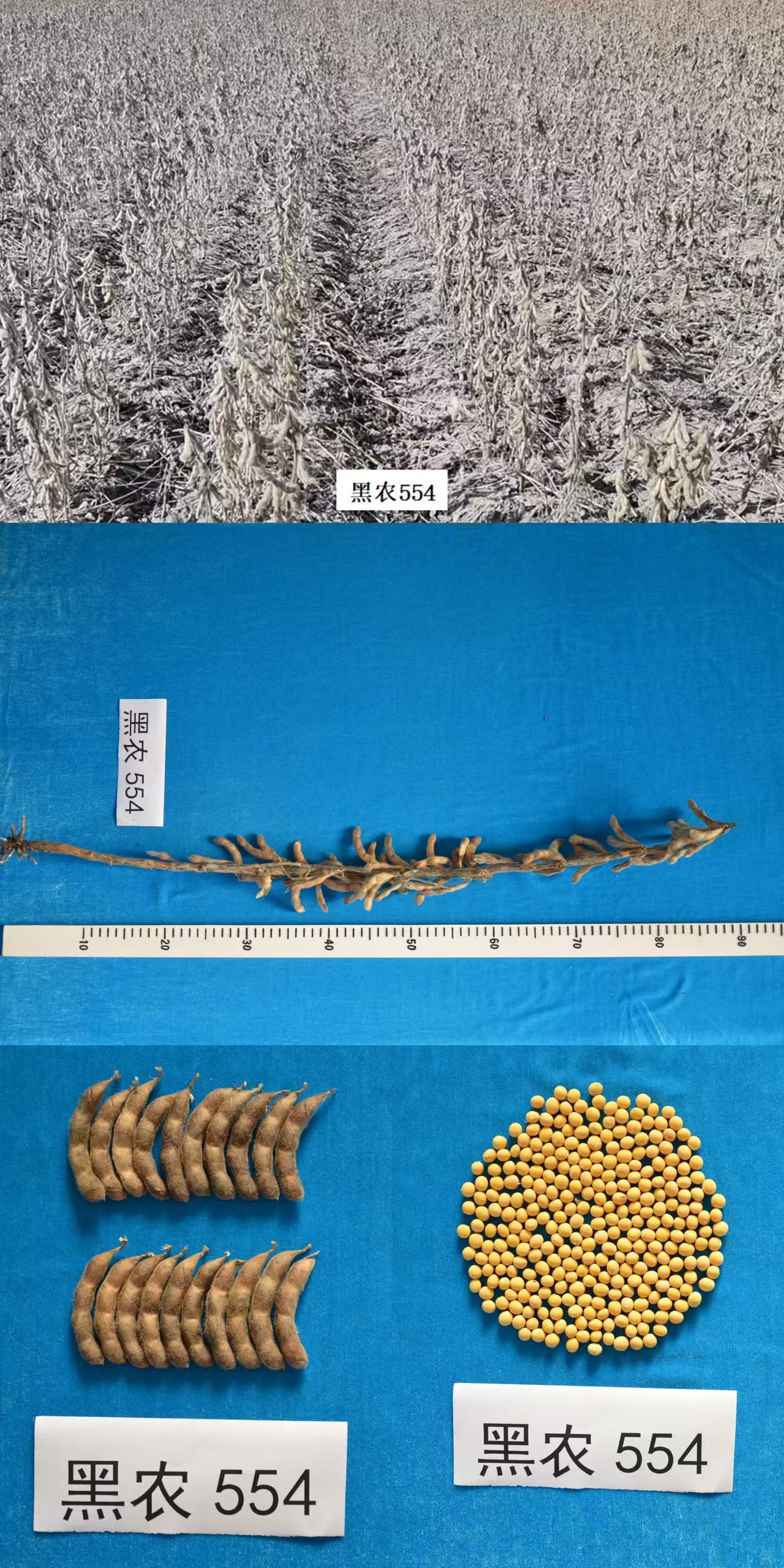 0ca5942b198c23d3db59c4b253113c2.jpg