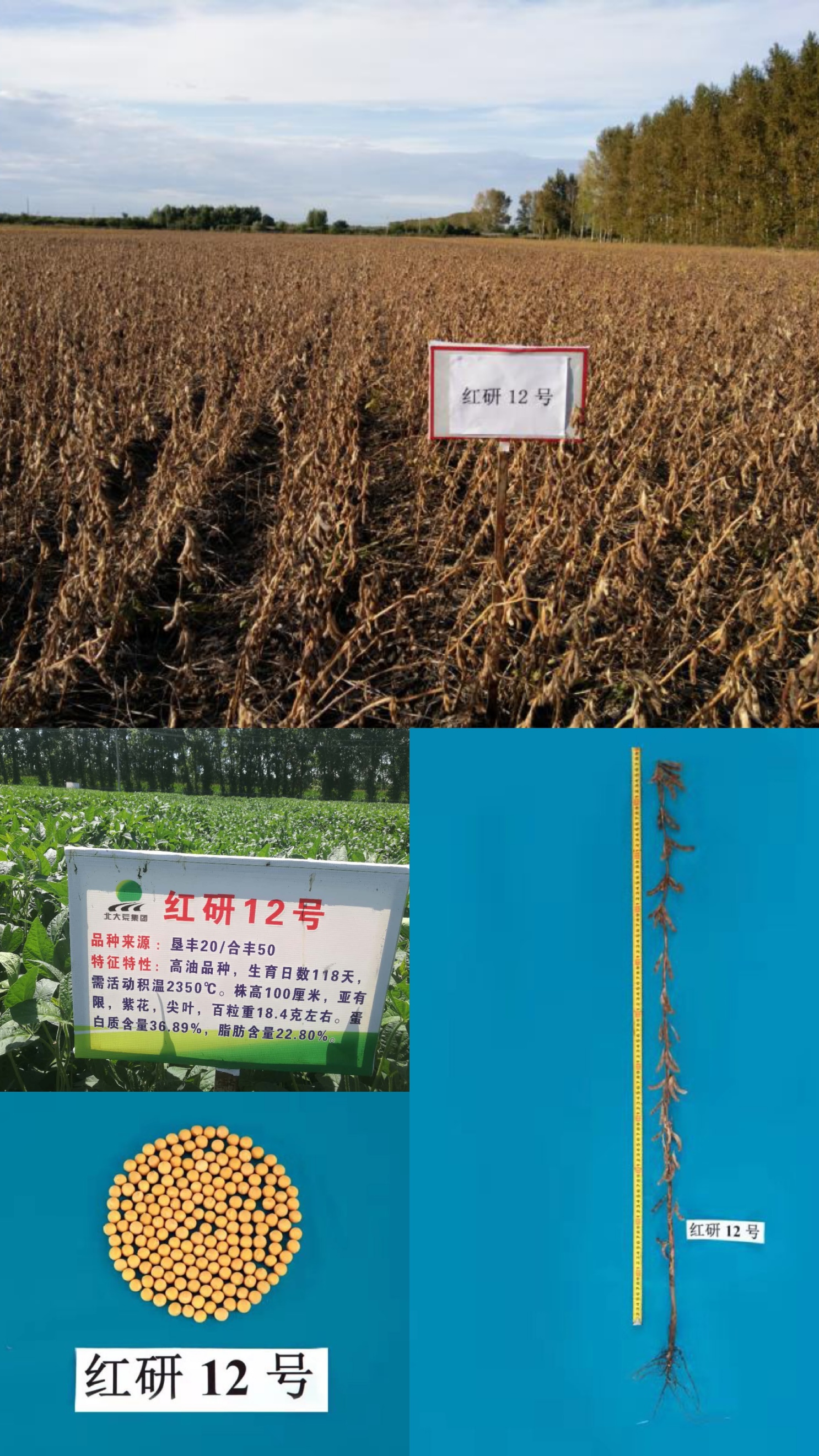 红研12.jpg