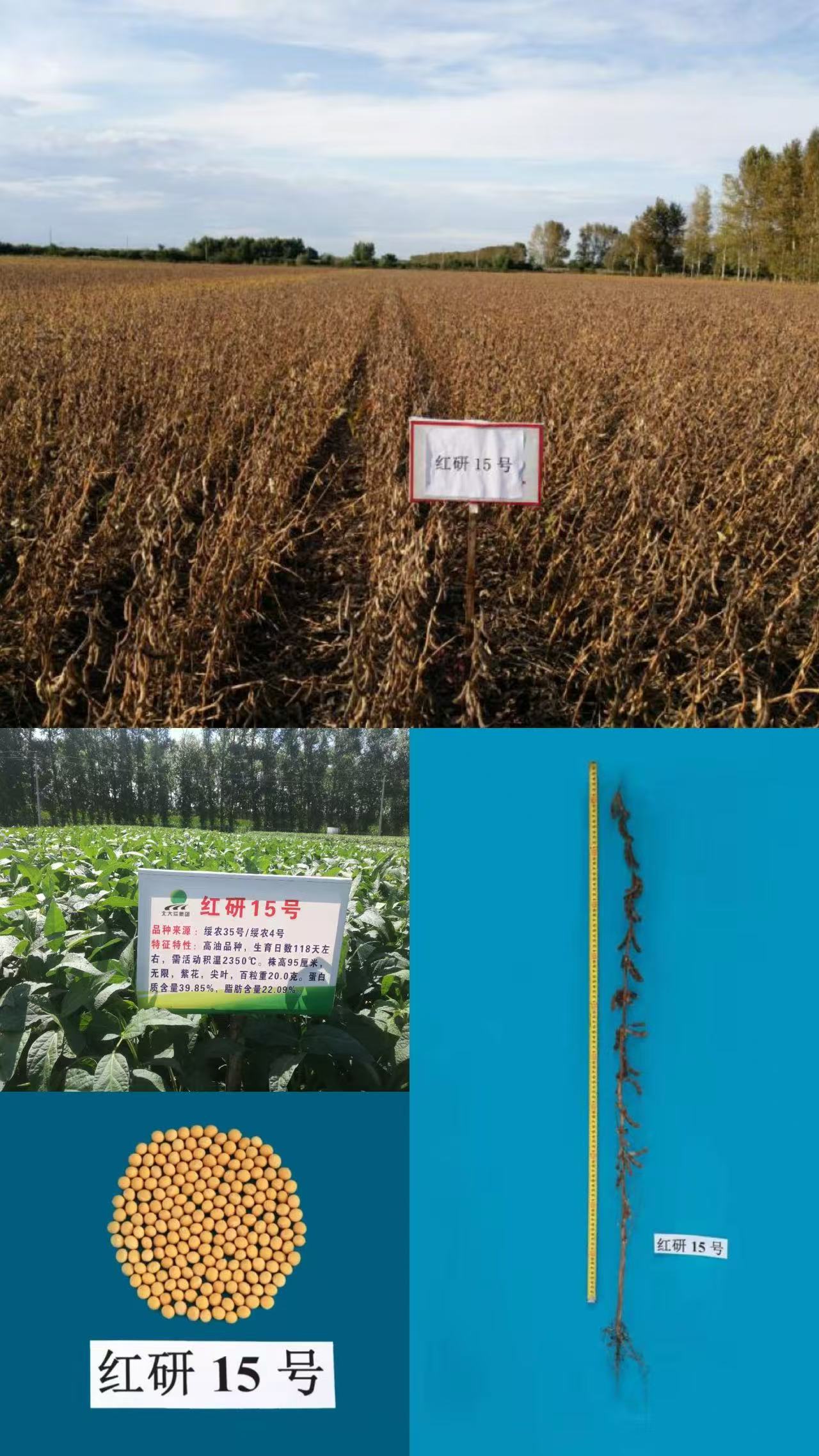 红研15.jpg