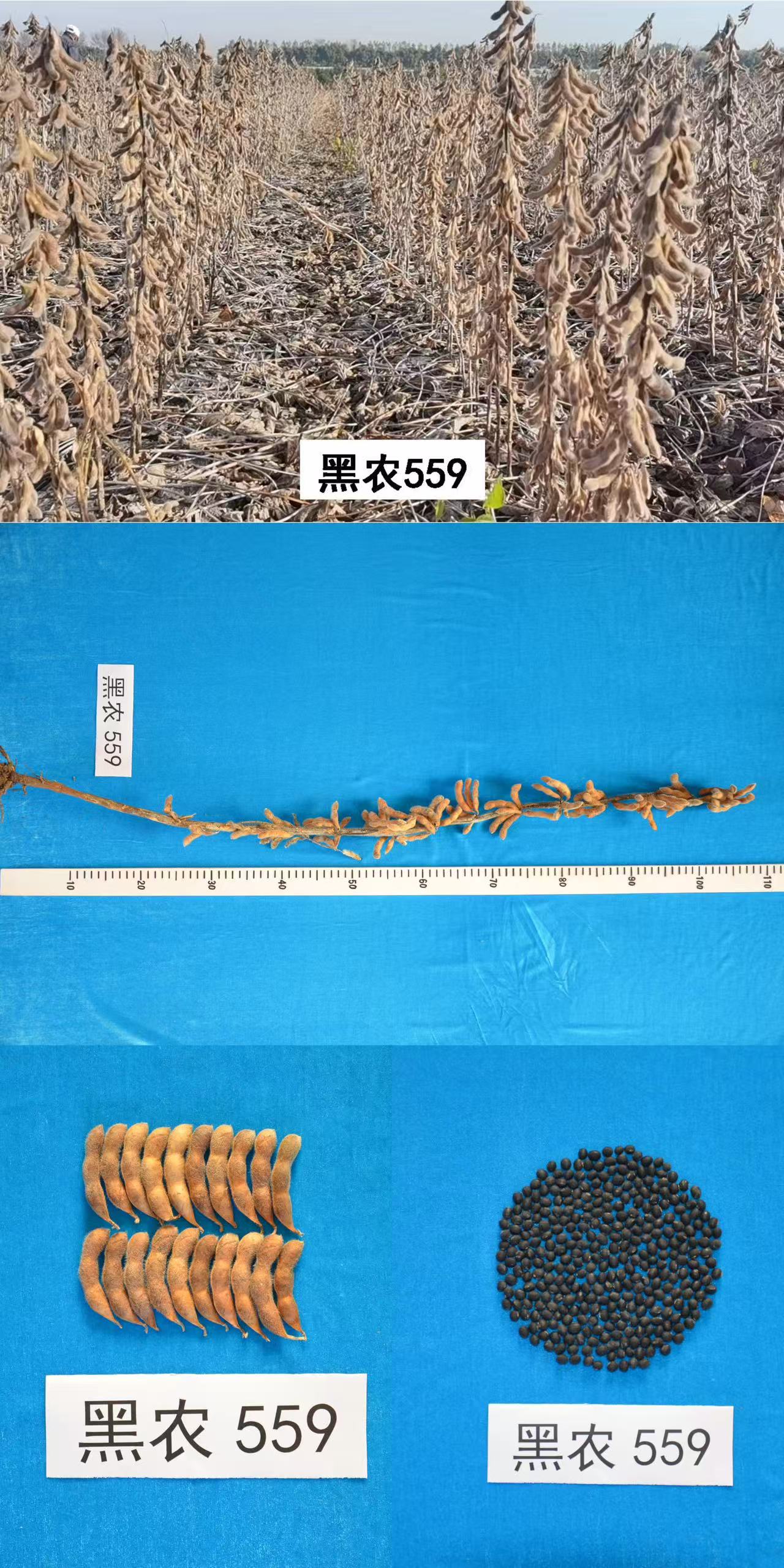 黑农559.jpg
