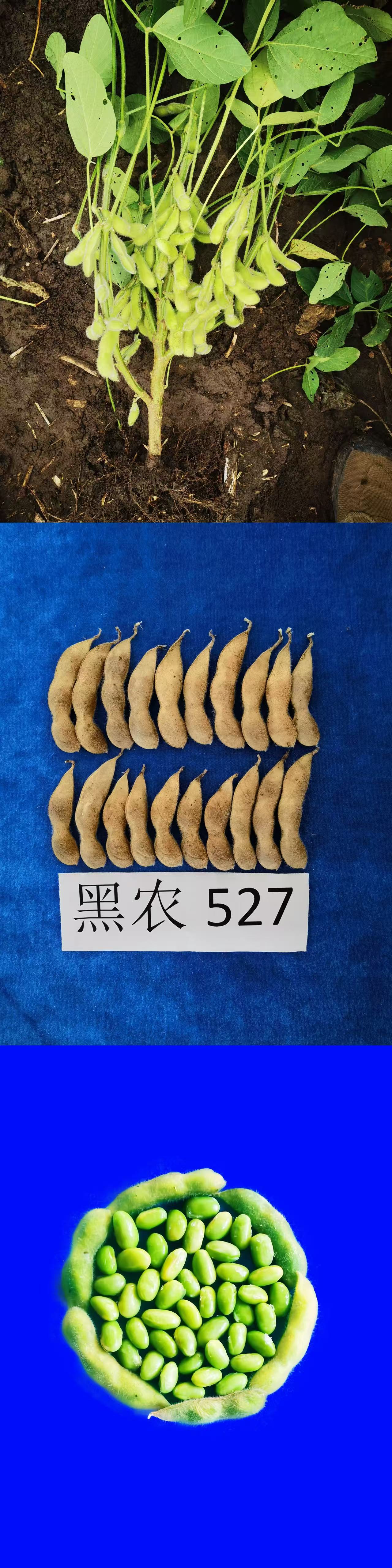 黑农527.jpg