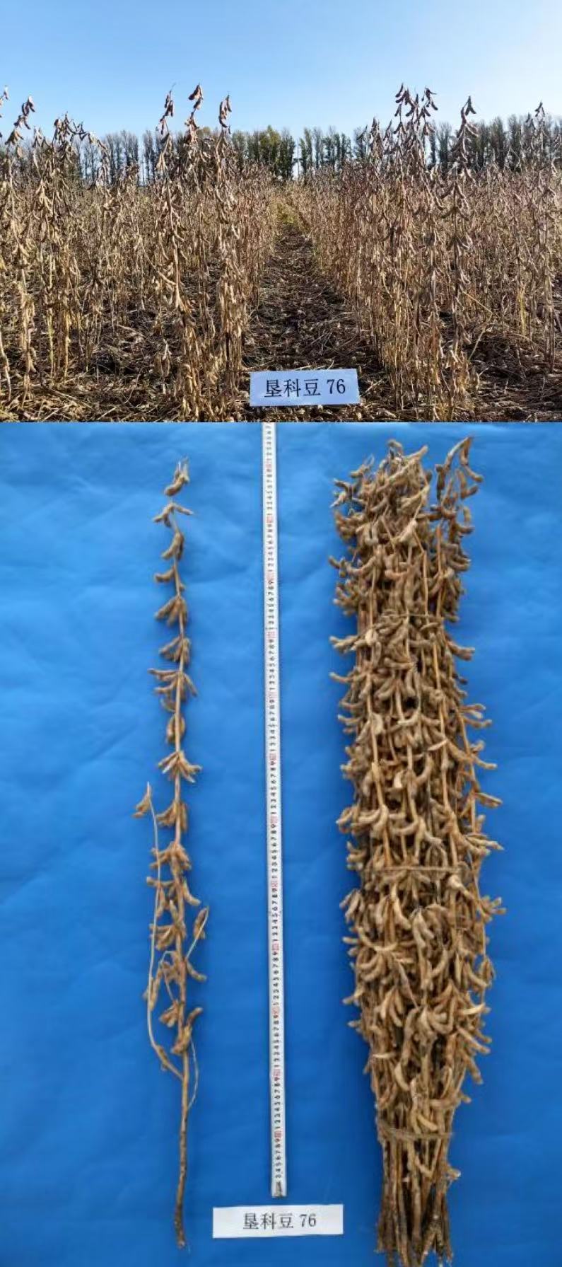 垦科豆76.jpg