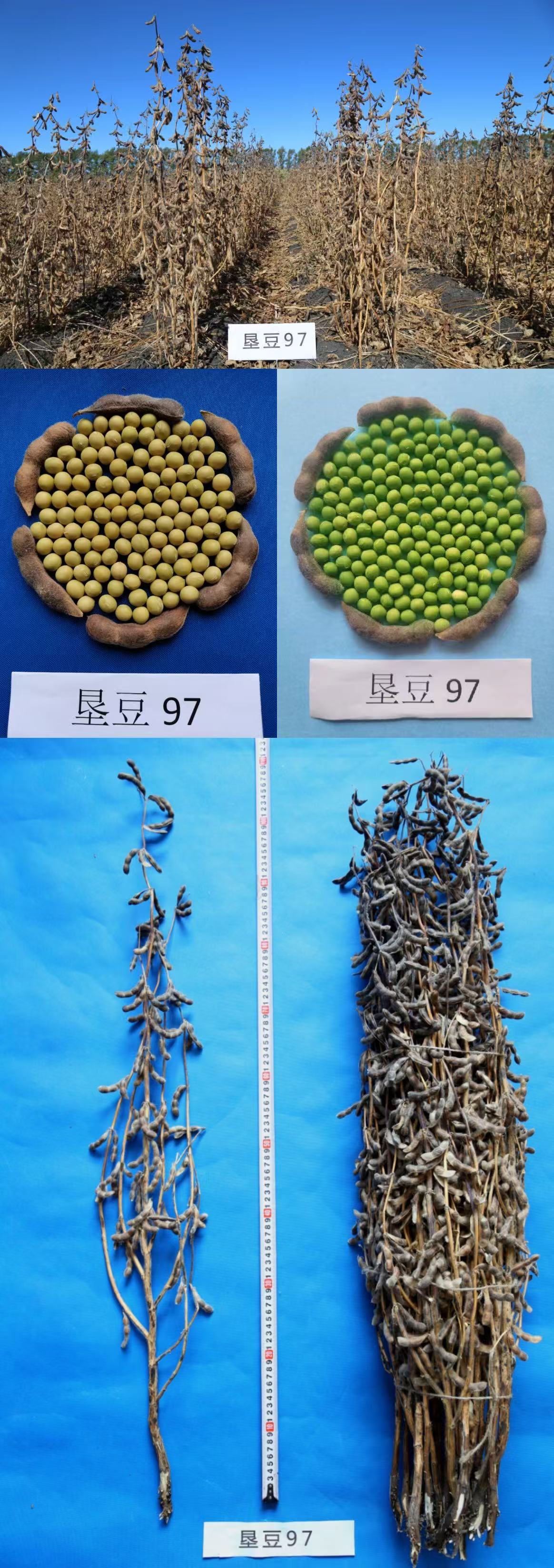 垦豆97.jpg