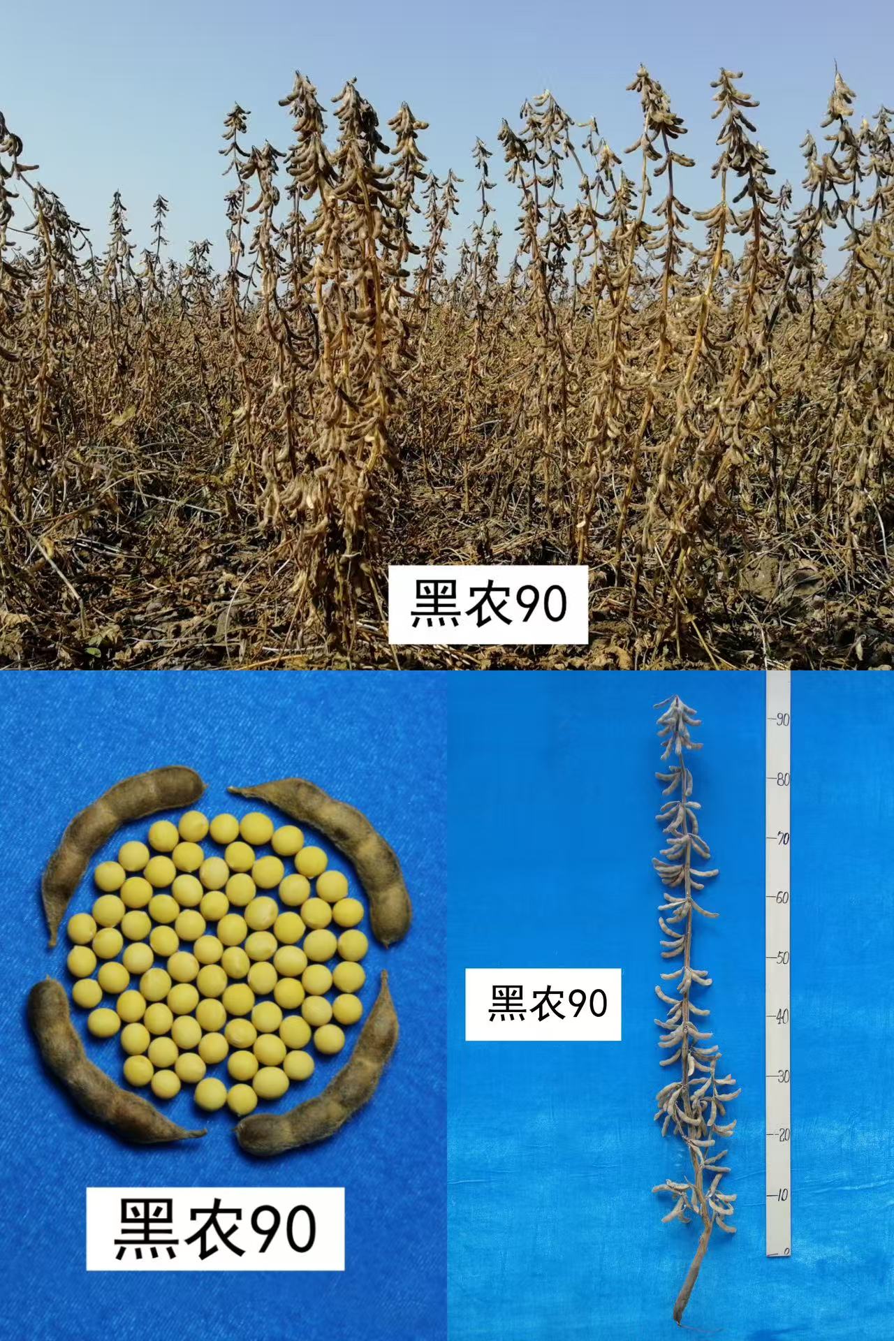 黑农90.jpg