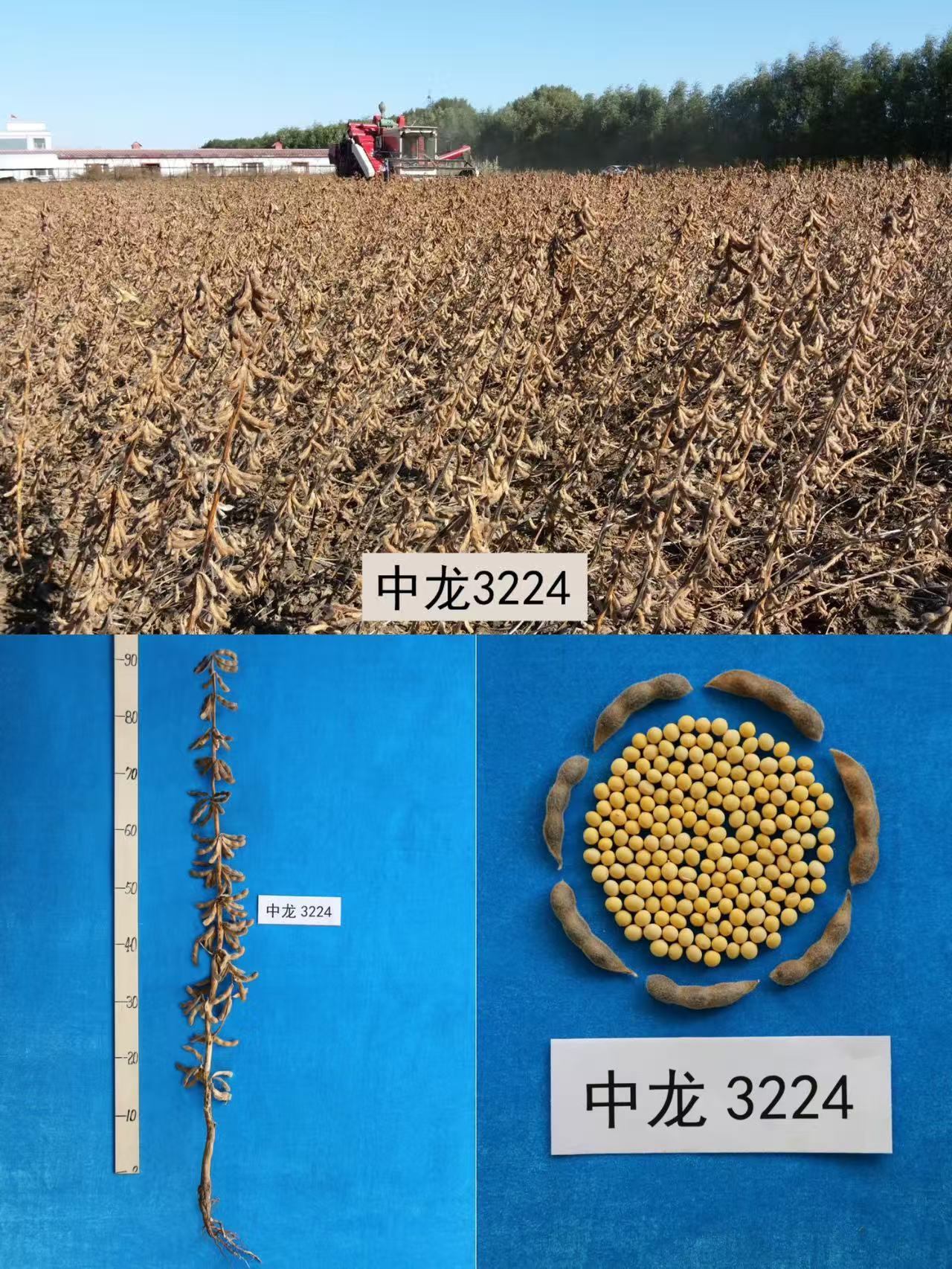 中龙606.jpg