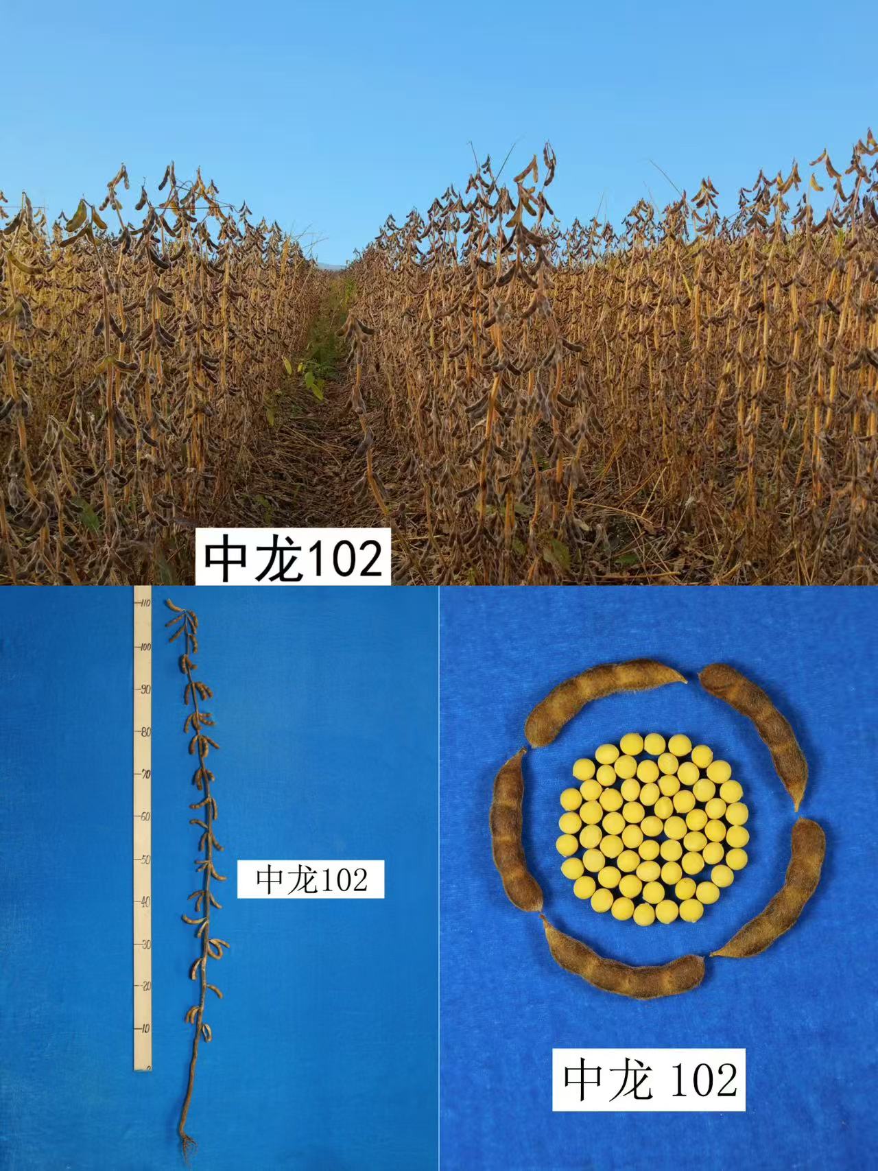 中龙102z.jpg