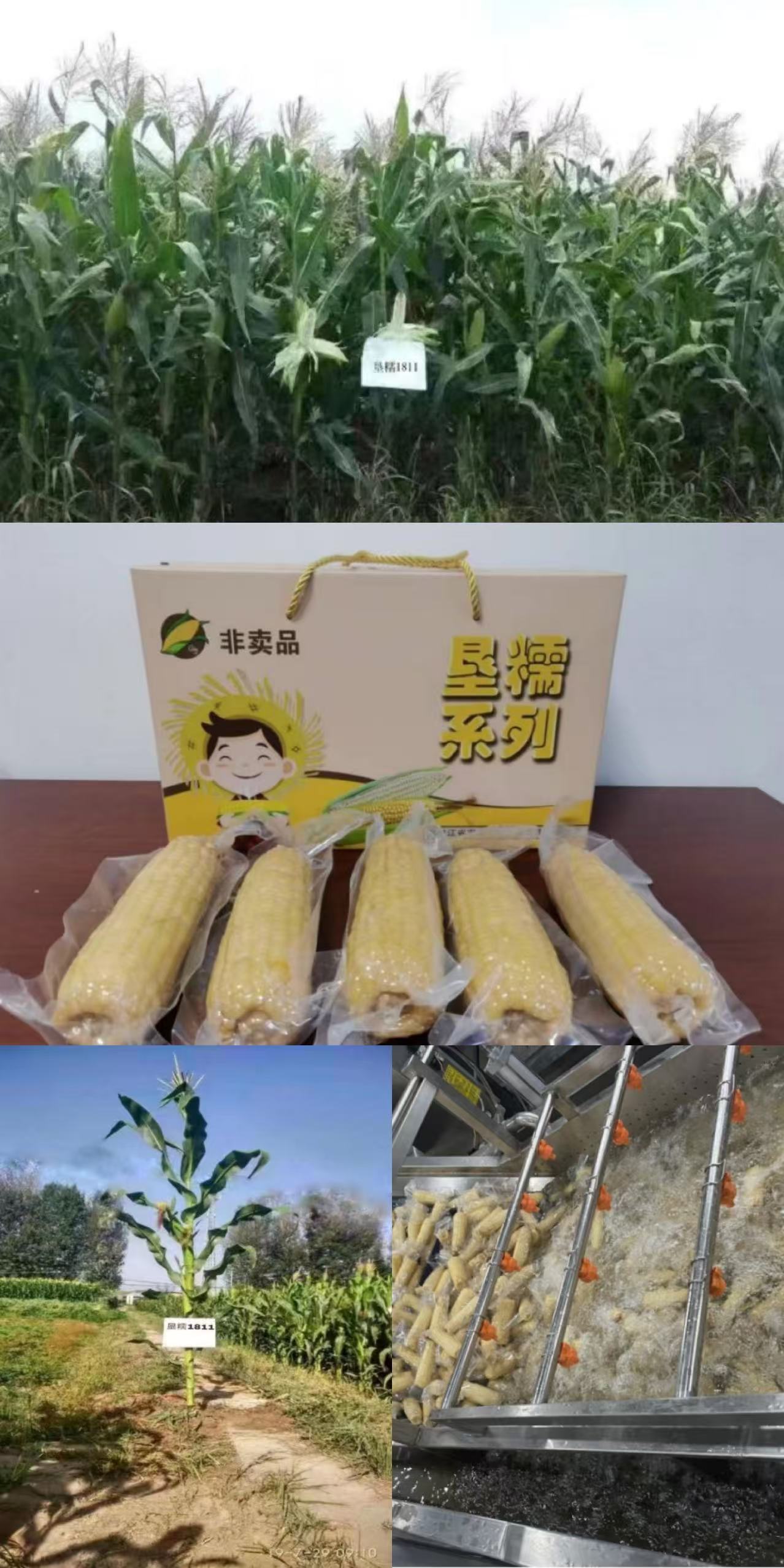 垦糯1811.jpg