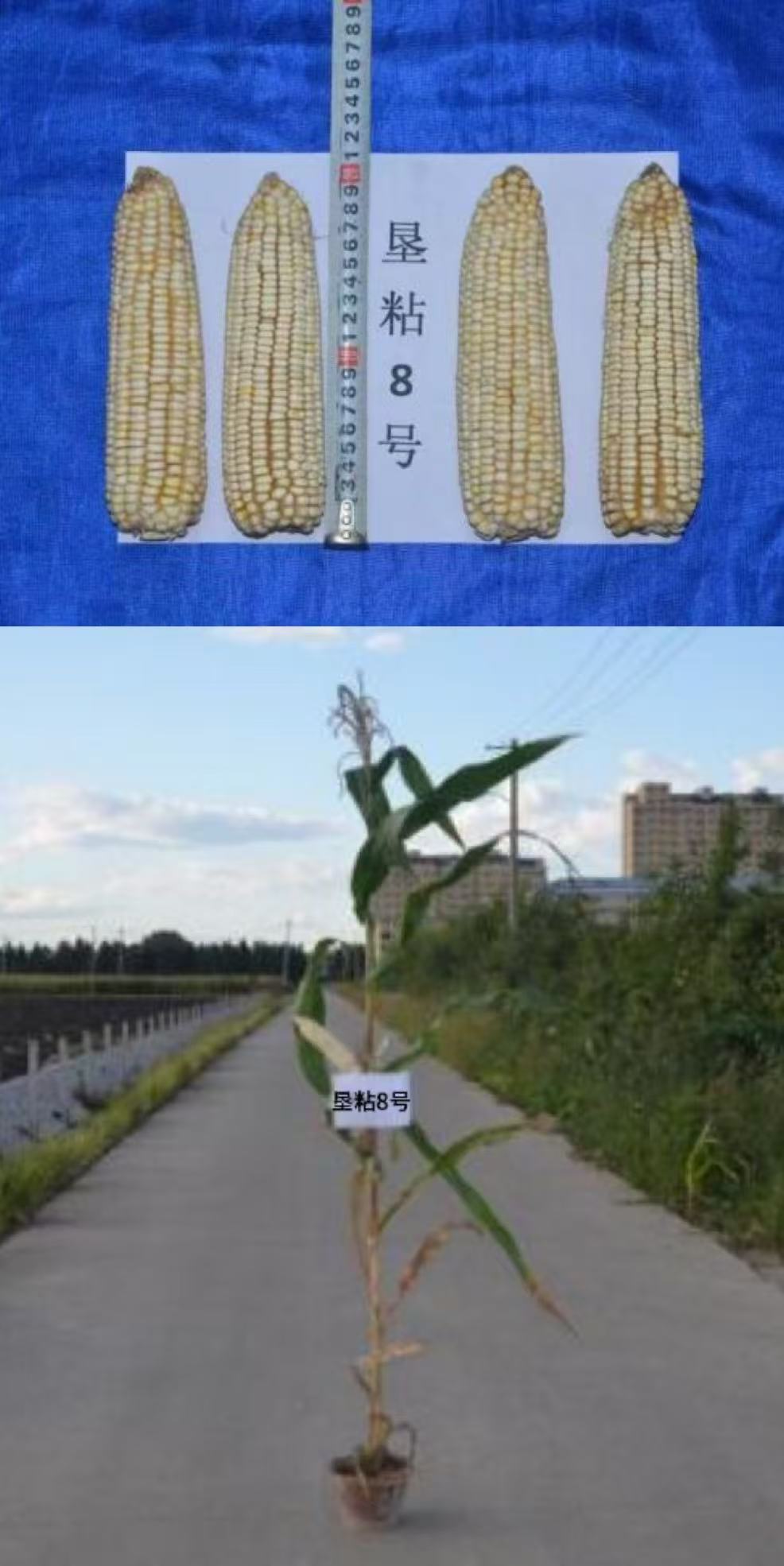 垦粘8号.jpg