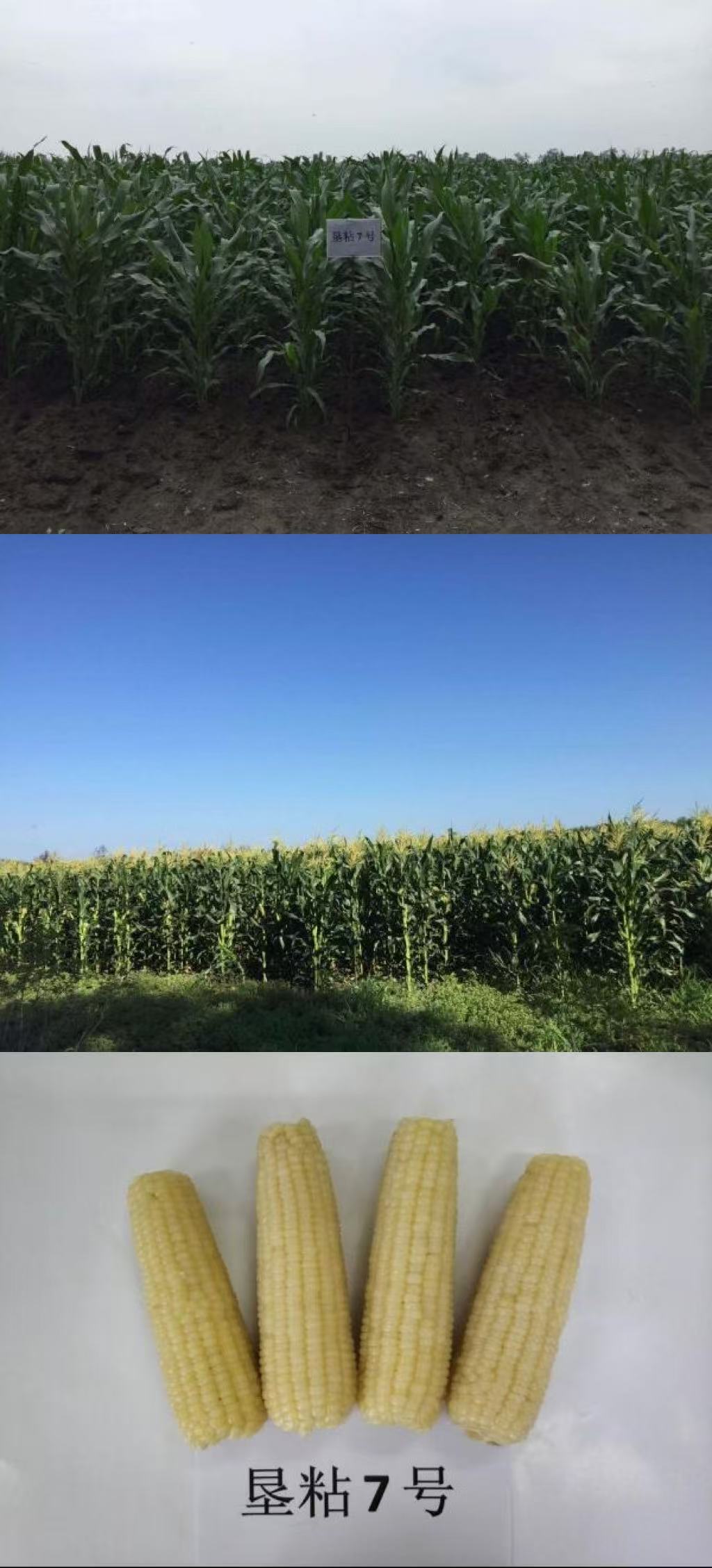 垦粘7号.jpg
